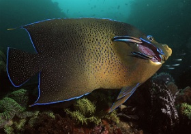 Komodo 2016 - Semicircle Angelfish - Poisson ange a demi cercles - Pomacanthus semicirculatus - IMG_6542_rc